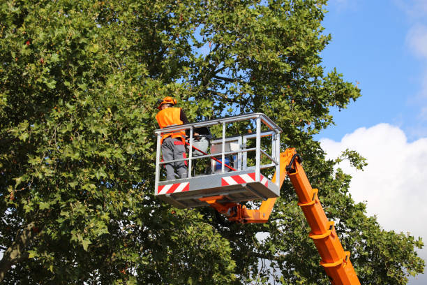 Best Storm Damage Tree Cleanup  in Whiteville, NC